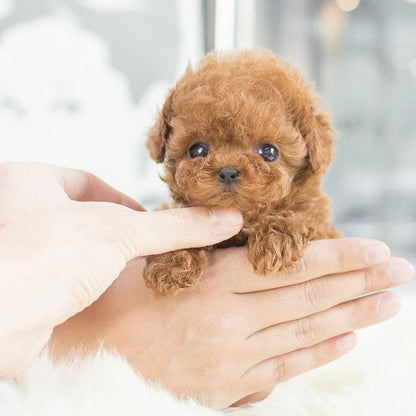 【Official Store】🐶 The Most Realistic Robot Puppy Ever! 😍 Last Chance for Exclusive Discount! 🕒