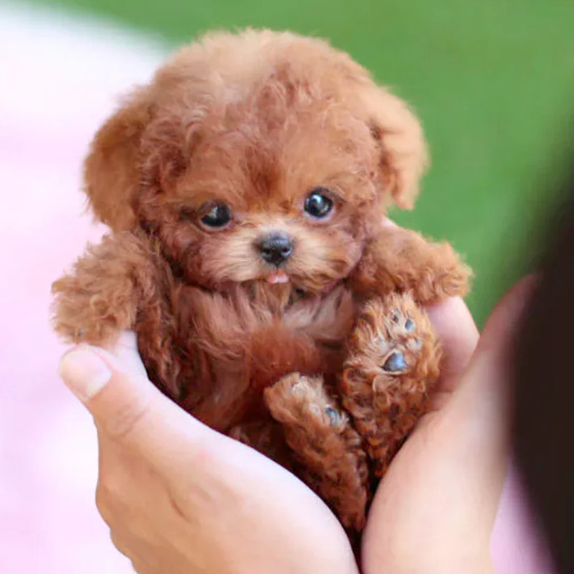 【Official Store】🐶 The Most Realistic Robot Puppy Ever! 😍 Last Chance for Exclusive Discount! 🕒